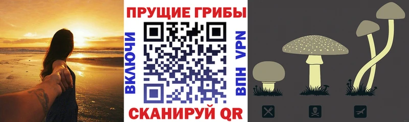 Псилоцибиновые грибы прущие грибы  Купить закладки  Белёв 